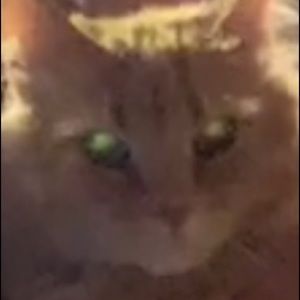 Meet your Posher, Travis